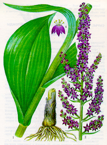Чемерица Лобеля (1,2 – цветущее растение, 3 – корневище с корнями, 4 – цветок)
