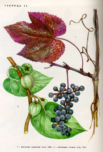 1. Виноград амурский
